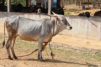 अमृतमहाल गाय